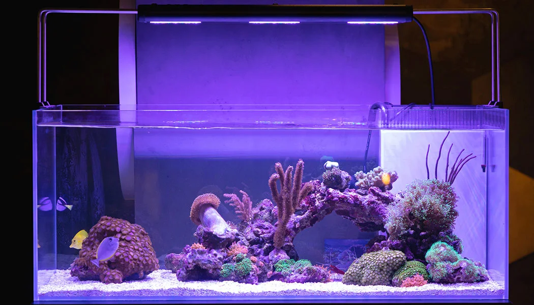 Benefits of An Aquarium