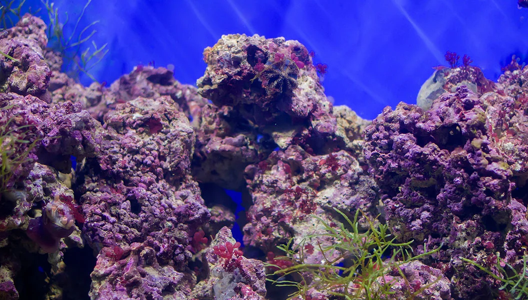 Live Rock in Saltwater Aquarium