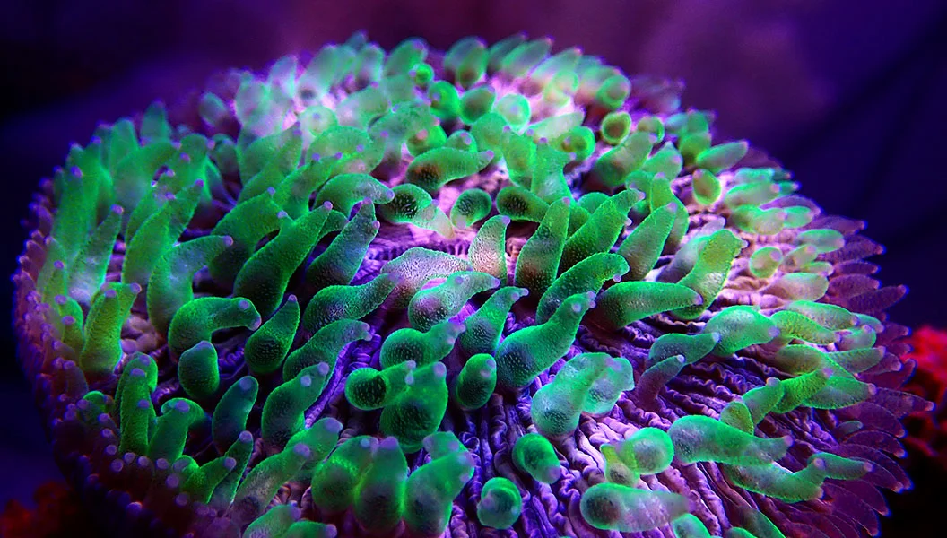 Colorful Coral