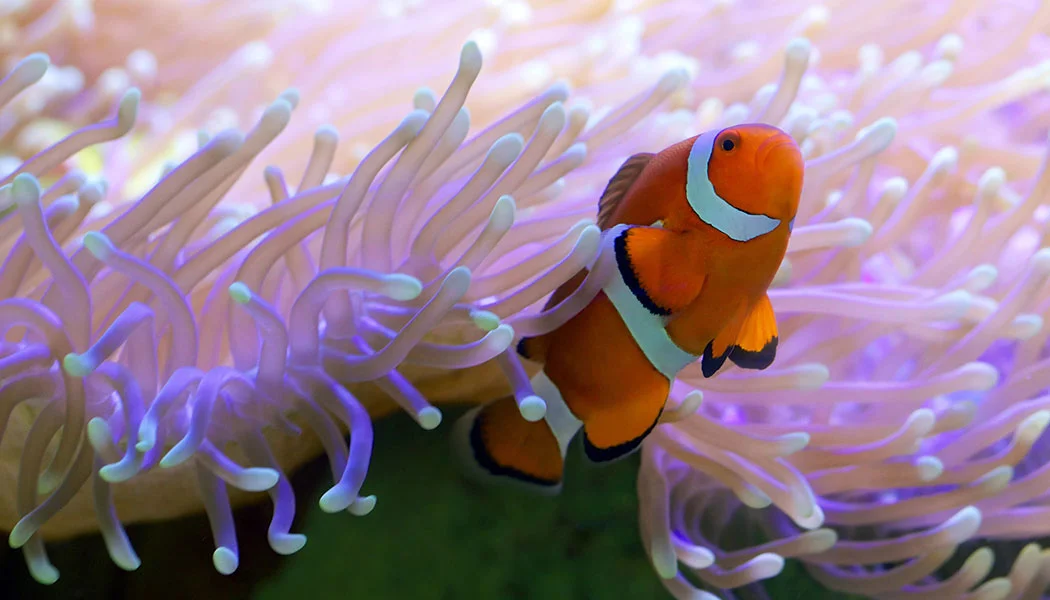 Clownfish with Anemone