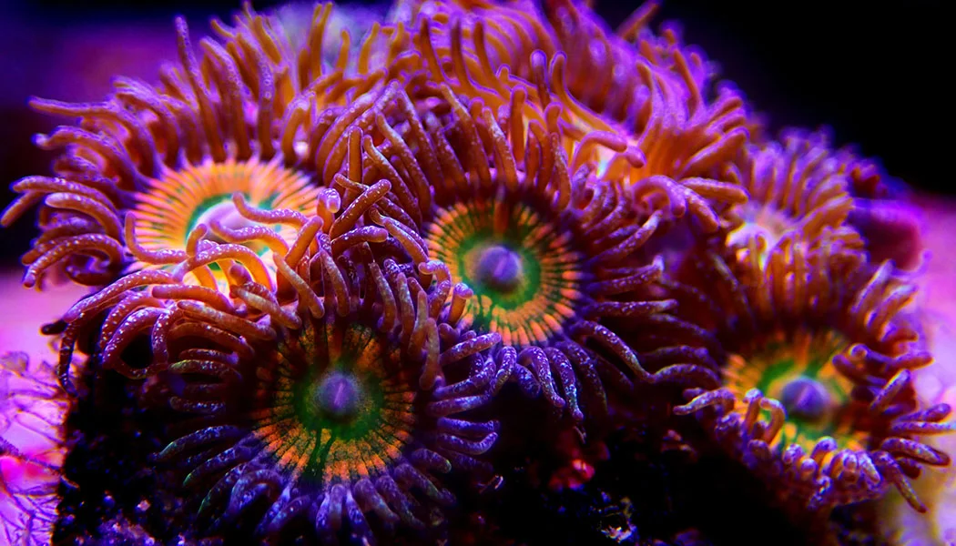 Beginner Zoa Coral