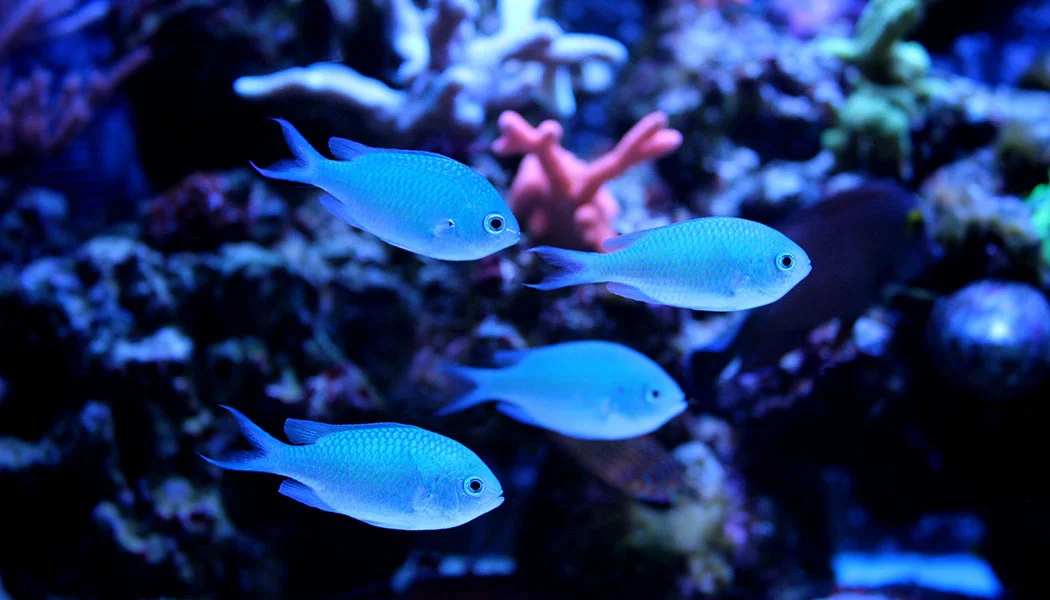 Chromis Saltwater Fish