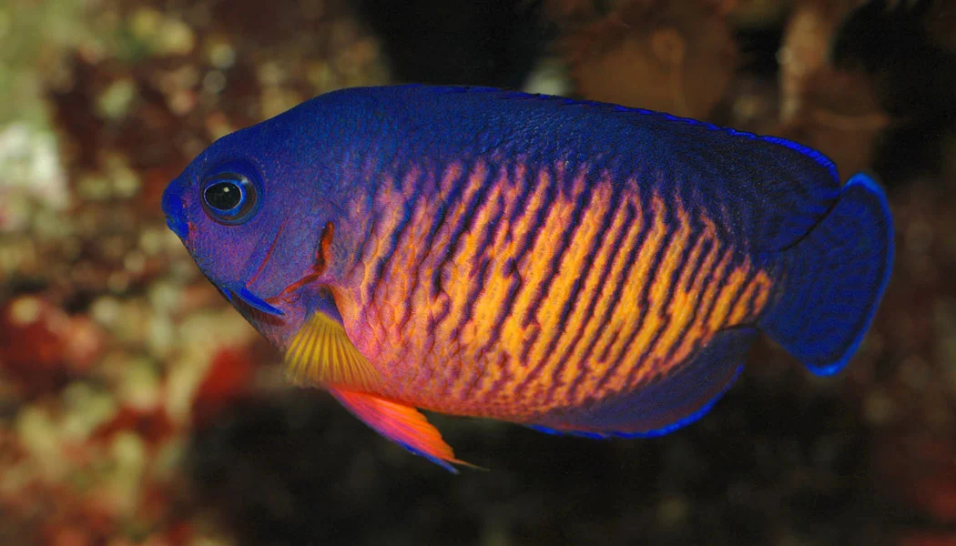 Coral Beauty Saltwater Fish