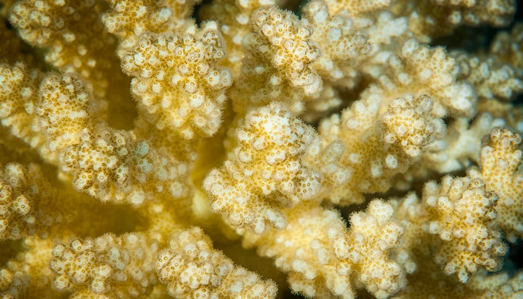 Coral Bleached