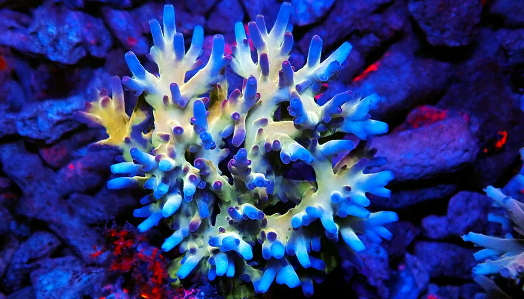 Acropora Coral Colony