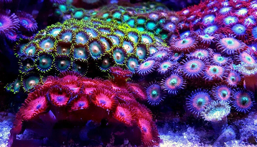 Coral In Aquarium