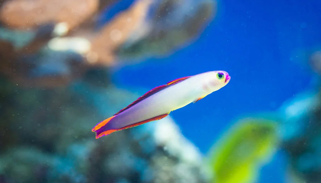 Firefish Saltwater Fish