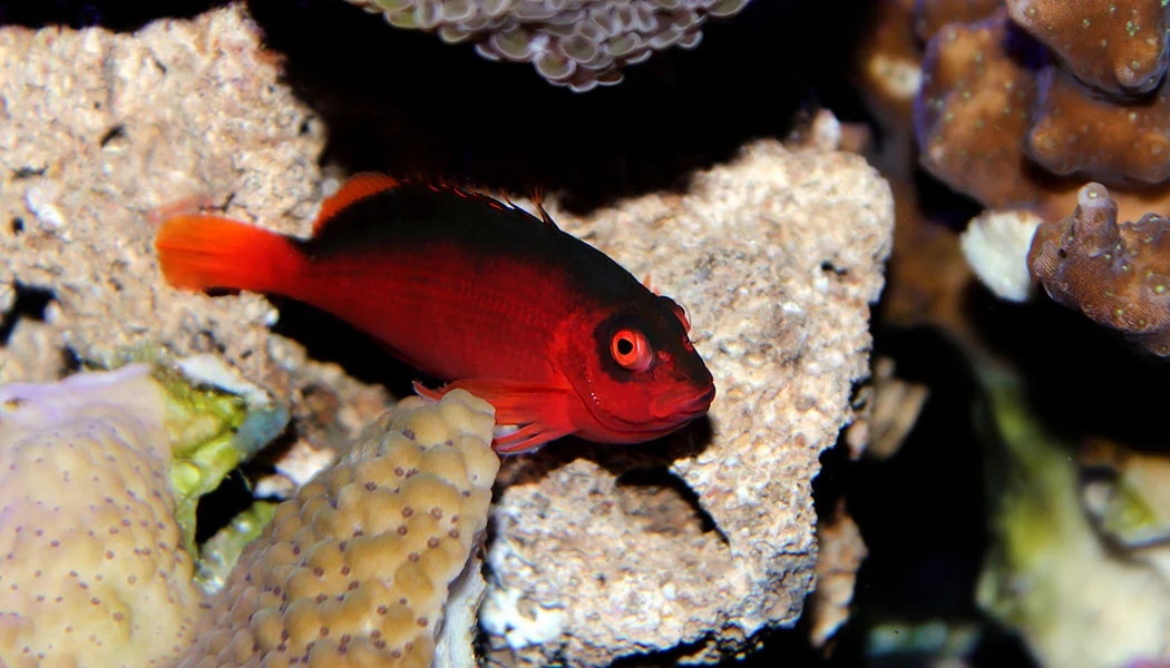 Flame Hawkfish Saltwater Fish