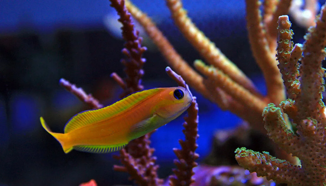 Midas Blenny Saltwater Fish