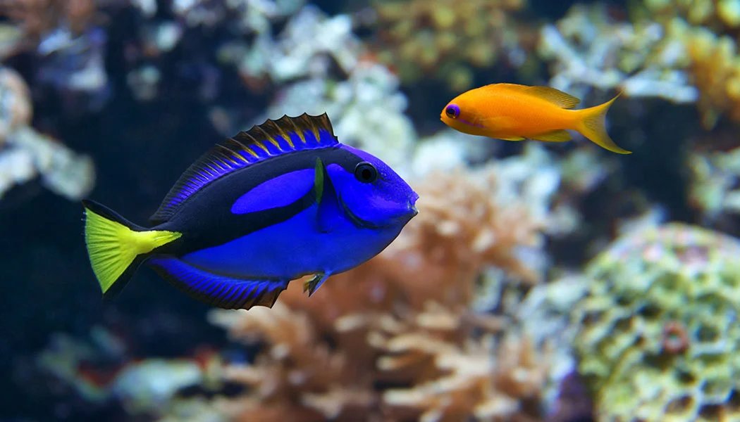 Blue Hippo Tang