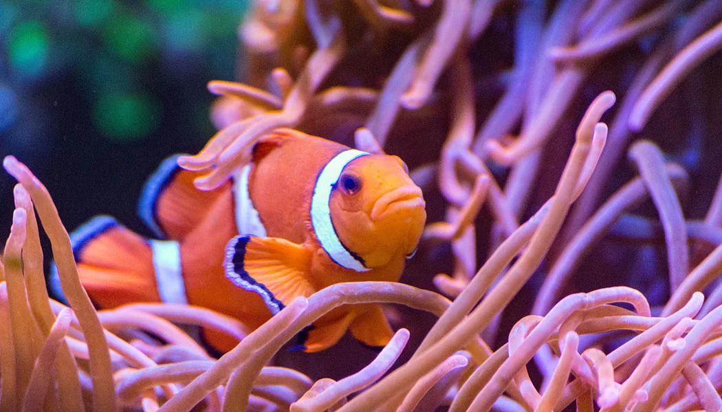 Ocellaris Clownfish Saltwater Fish