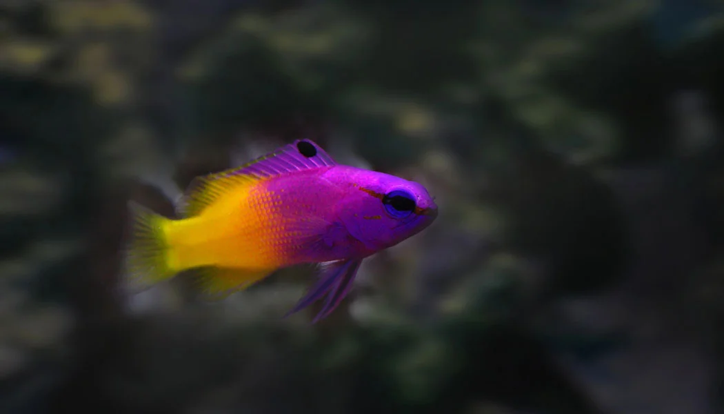 Royal Gramma Saltwater Fish