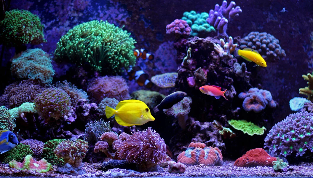 Saltwater Aquarium for Beginners