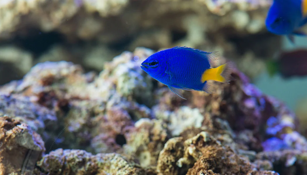 Yellow Tail Damsel Saltwater Fish