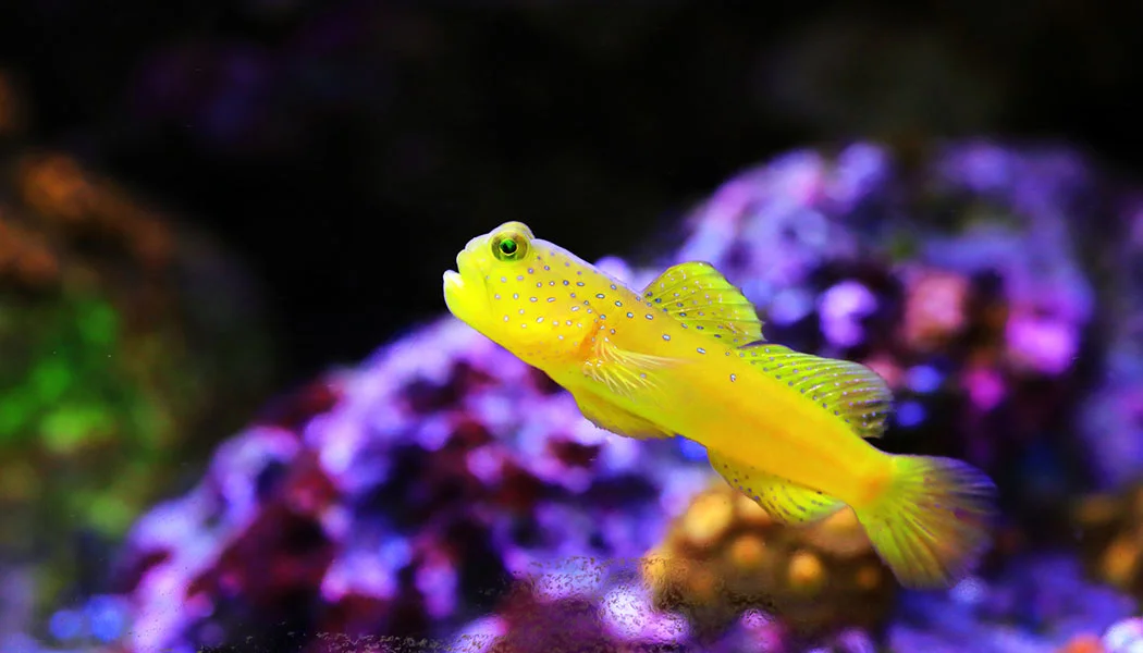 Yellow Tail Gobby Saltwater Fish