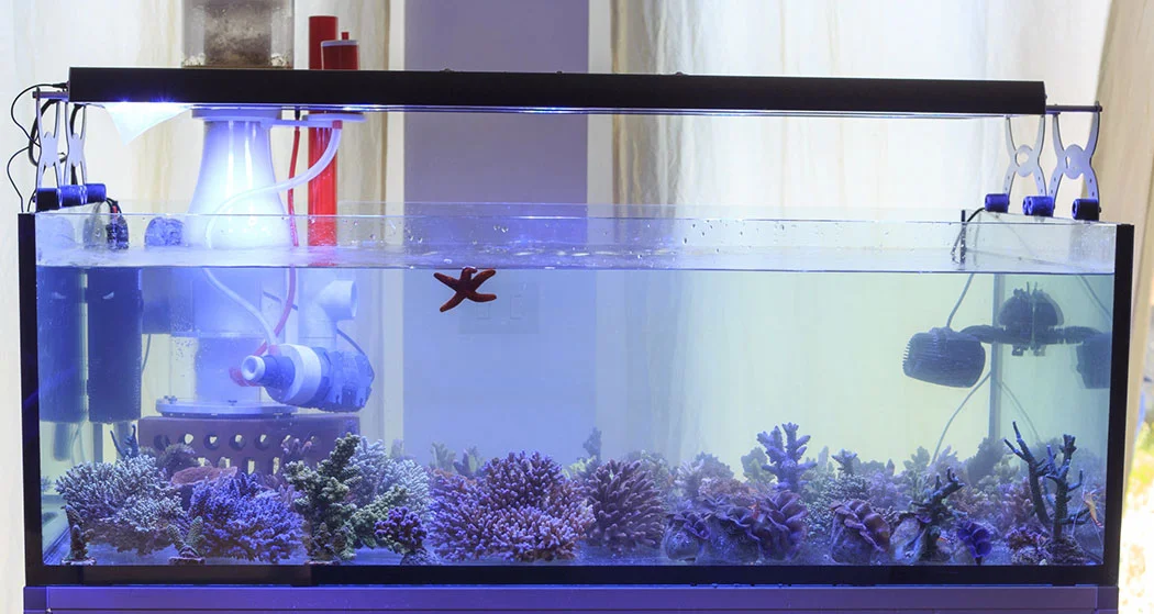 How to Filter a Saltwater Aquarium