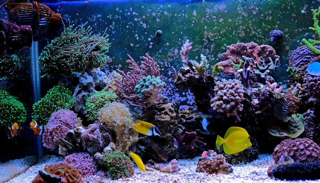 Full Stock Saltwater Tank