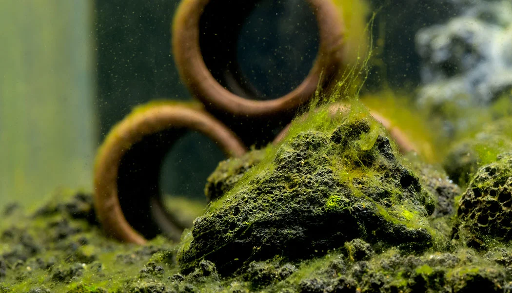 Saltwater Tank Algae