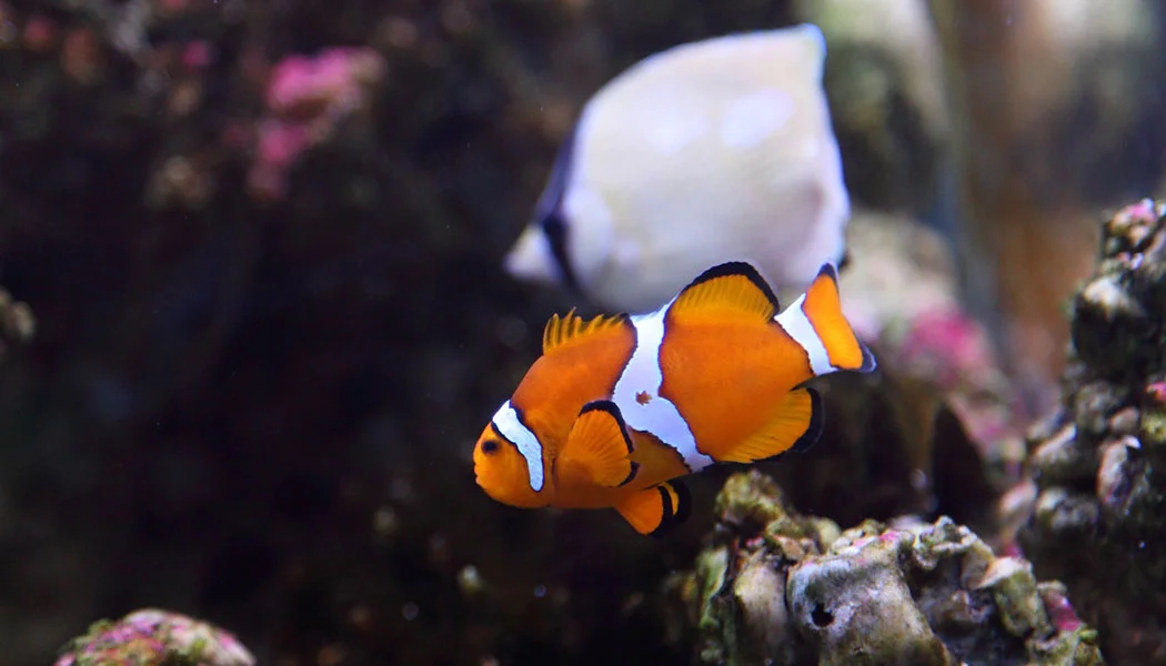 Clownfish Care in Habitat