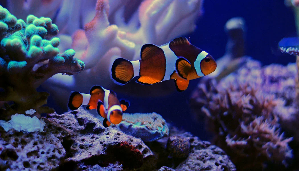 Clownfish Pair Compatibility