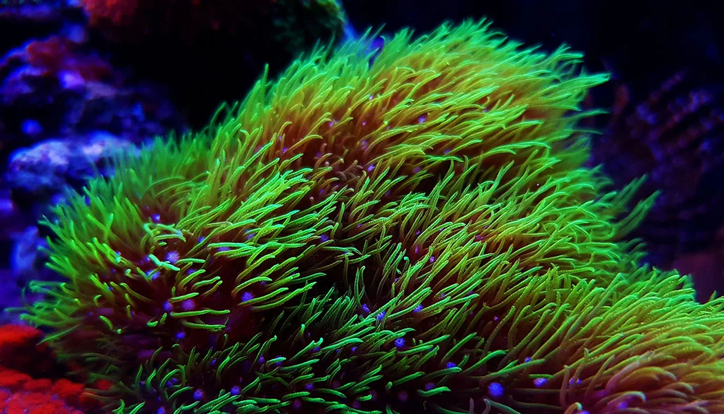 Green Star Polyps Coral