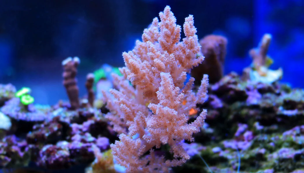 Kenya Tree Coral