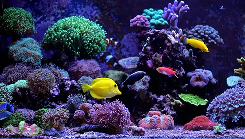 Saltwater Aquarium Setup Guide