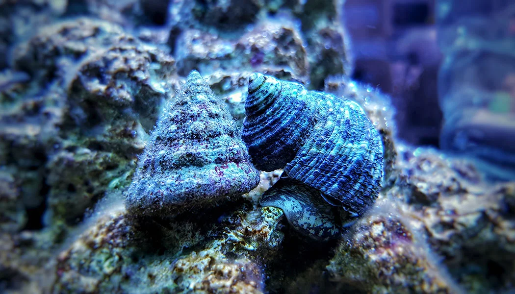 Saltwater Snails