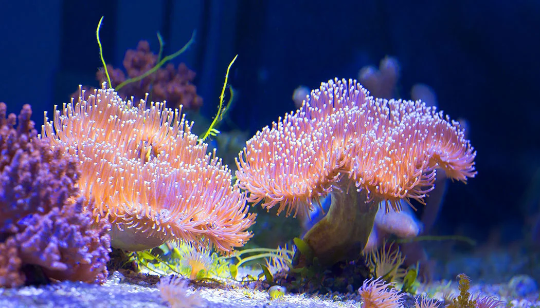 Soft Corals For Beginners