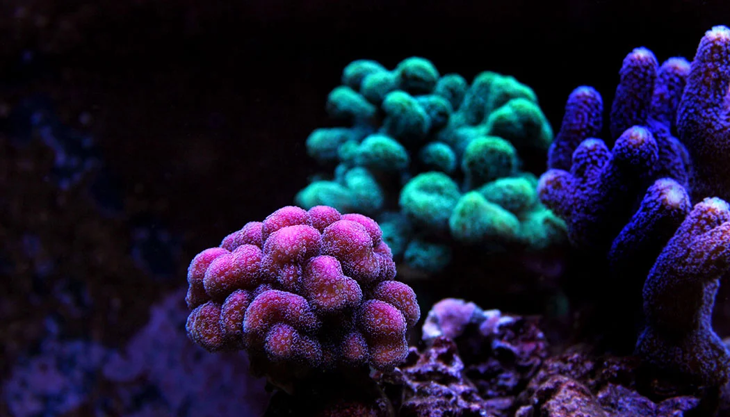 Soft Corals in Saltwater Aquarium