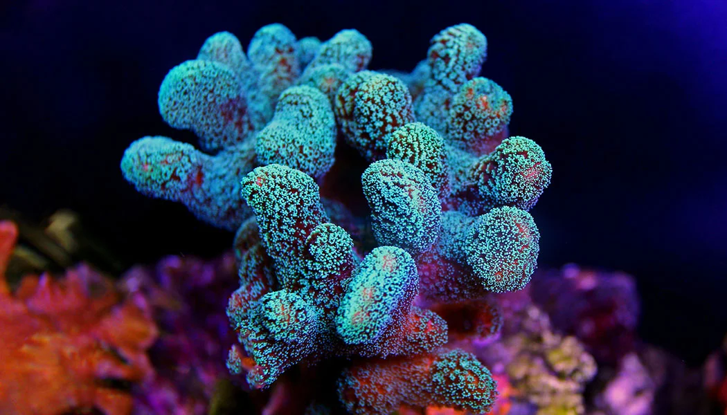 Green Stylophora Coral