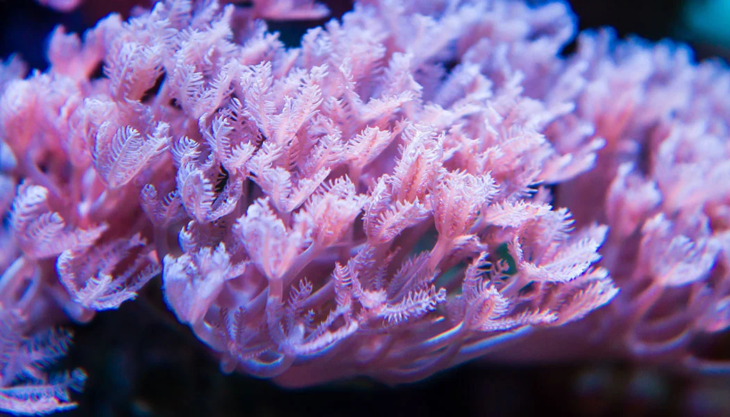 Xenia Coral