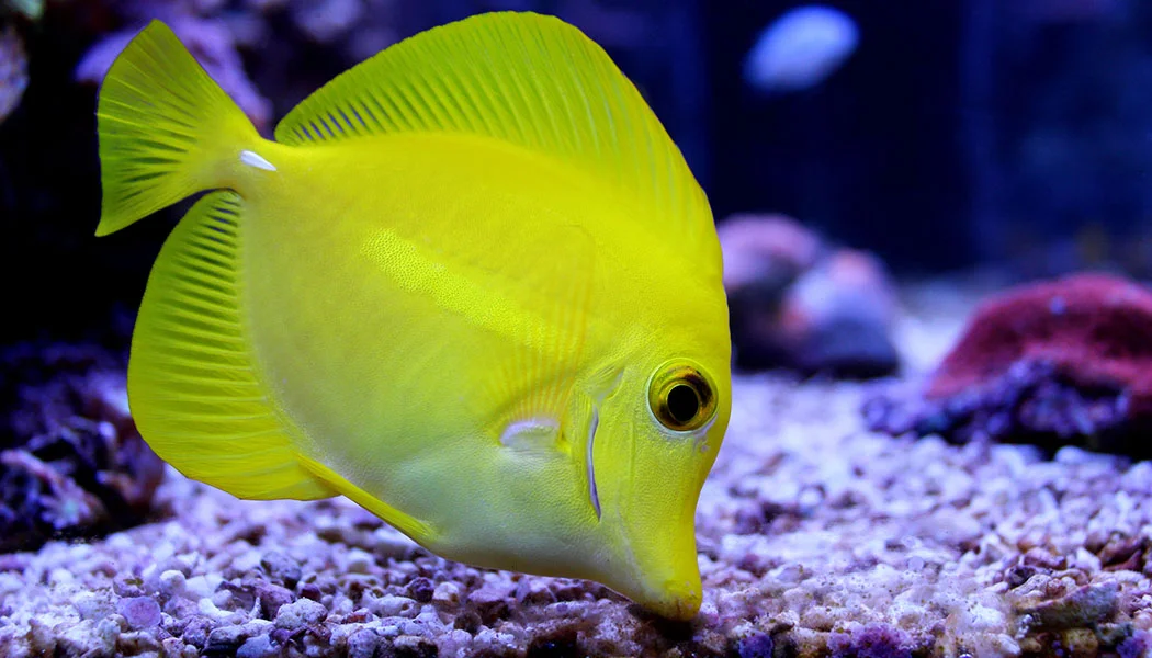 Yellow Tang Eating Algae