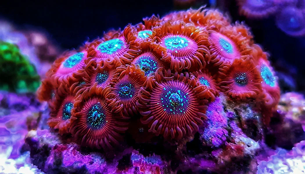 Zoanthid Coral