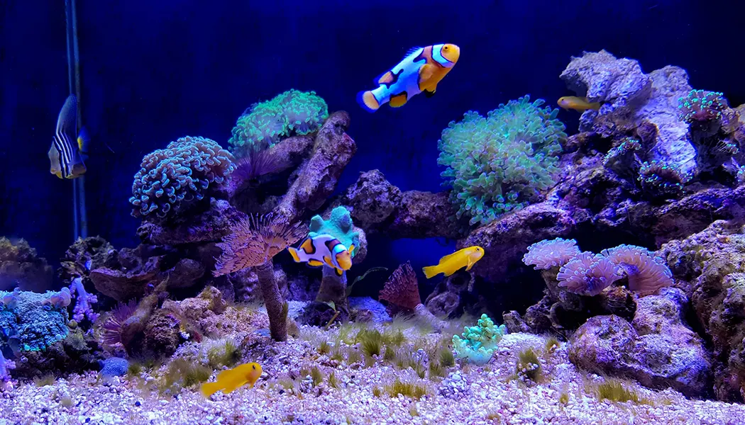 Reduce Nitrate Levels In Saltwater Aquariums