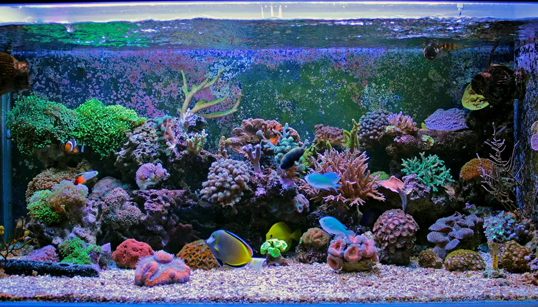 Reef Tank Lighting