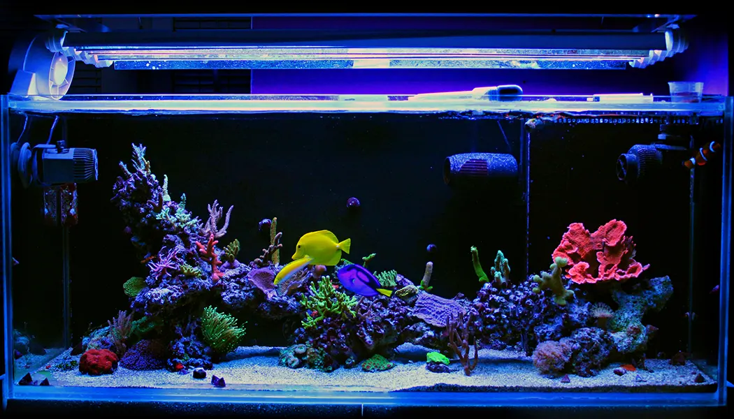 Saltwater Aquarium Lighting Guide