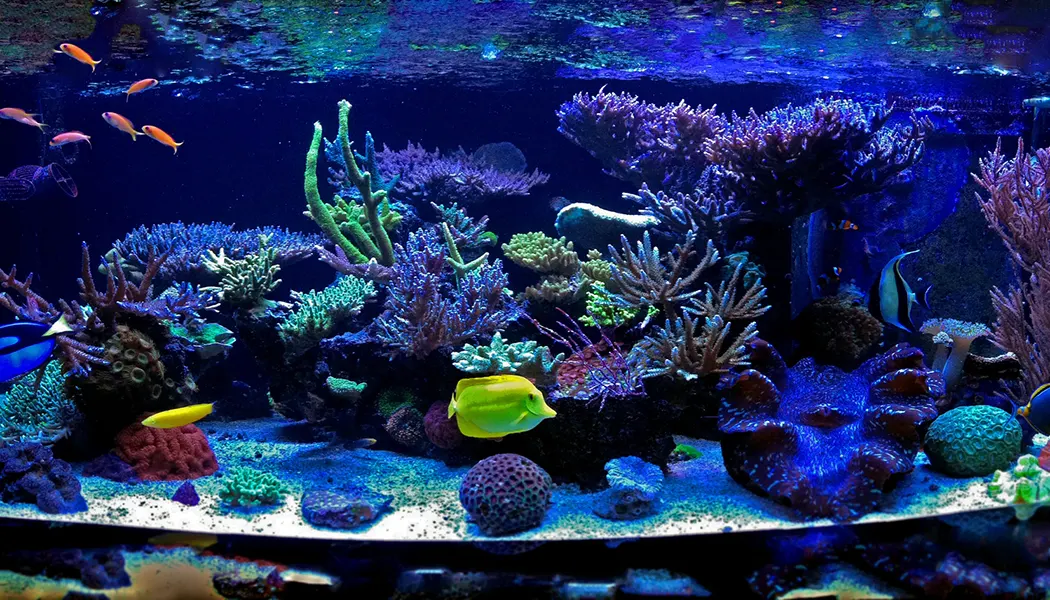 Saltwater Aquarium Lighting