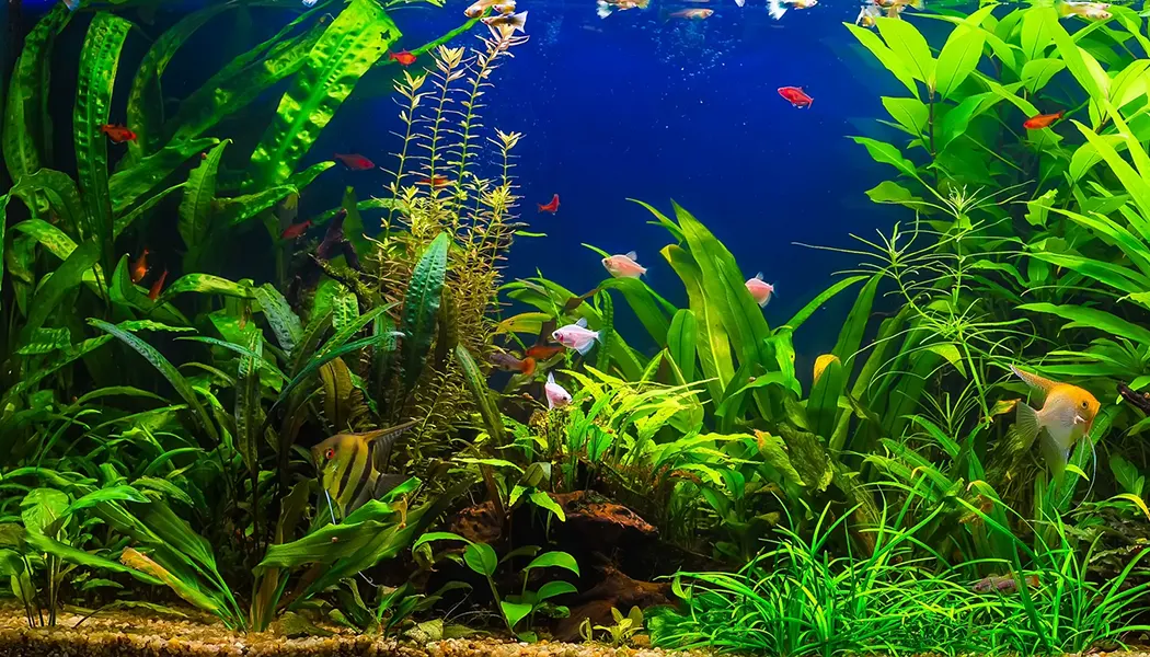 Freshwater Aquarium