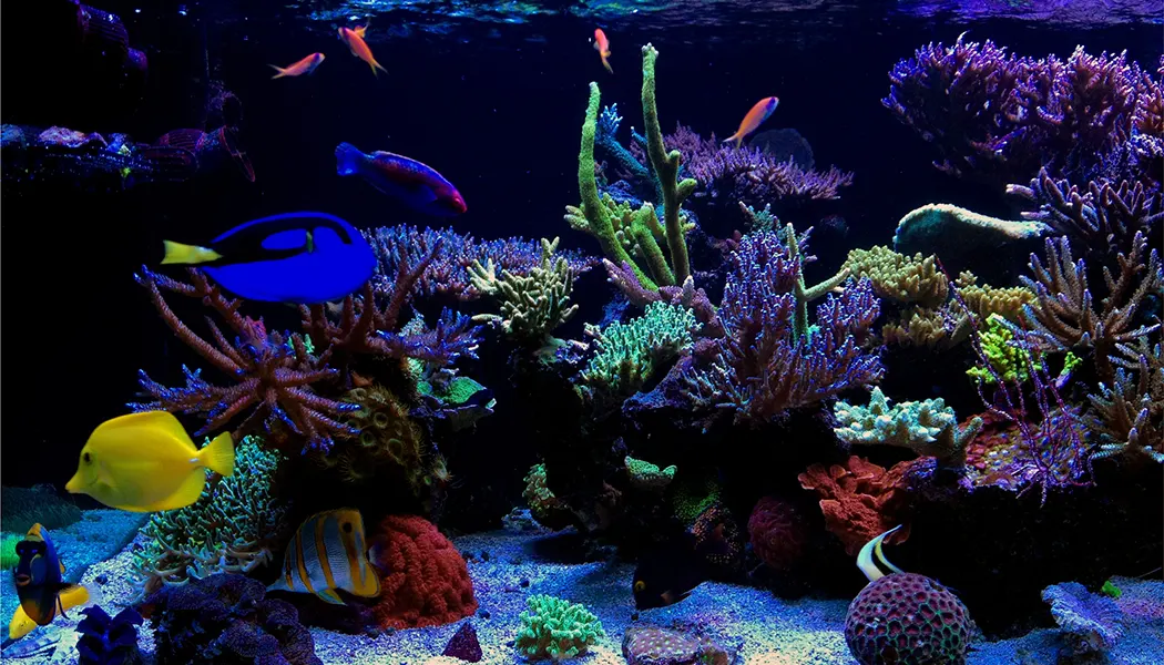 Saltwater Aquarium