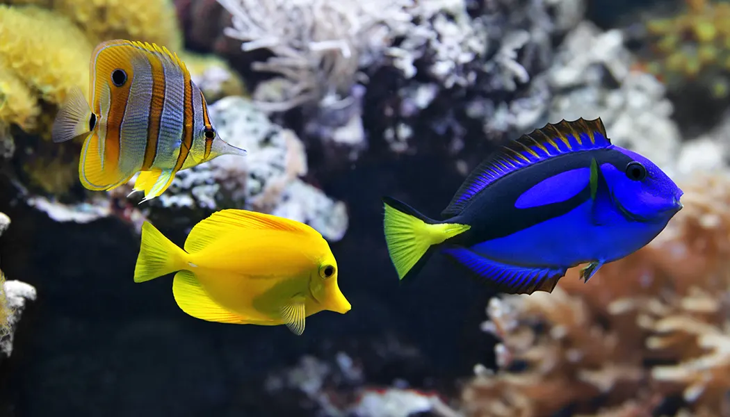 Saltwater Fish