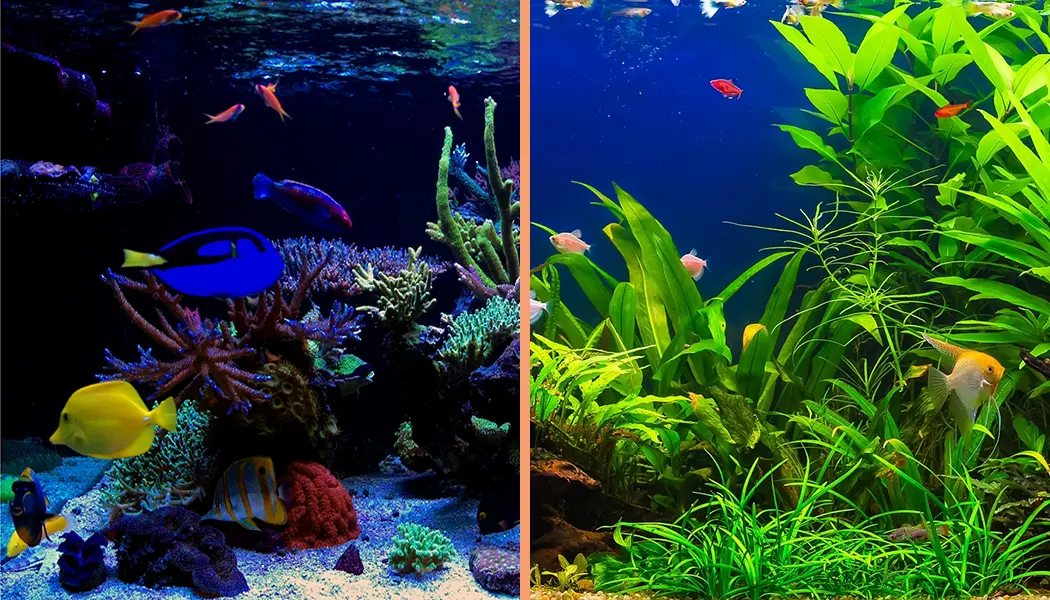 Saltwater vs Freshwater Aquariums