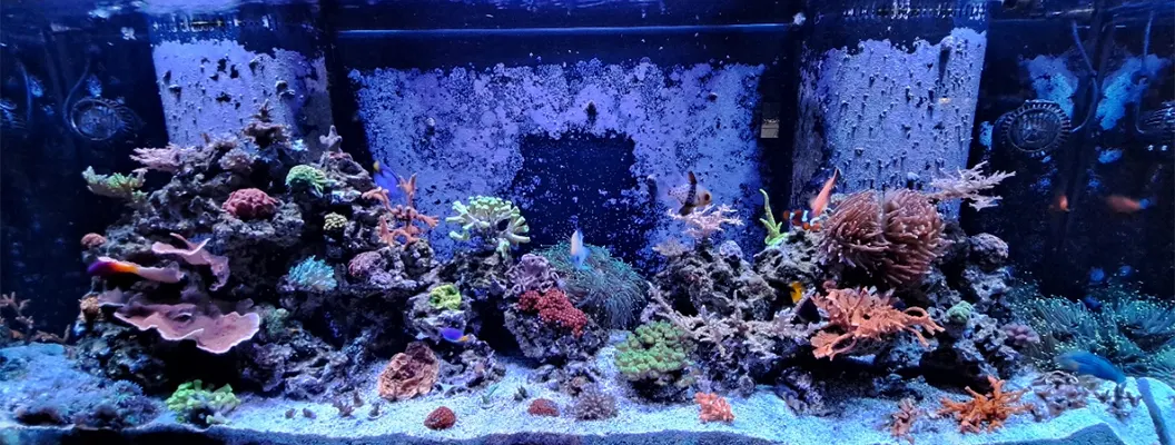 Cody Sparks' Mixed Reef Tank